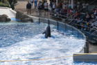 thumbs/seaworld 021.png